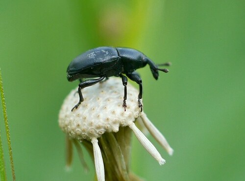Timid Mallow Weevil