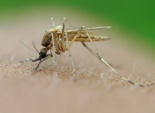 Aedes flavescens