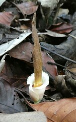 Image of Amorphophallus barthlottii