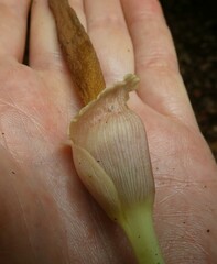 Amorphophallus barthlottii image