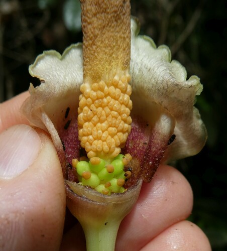 Amorphophallus barthlottii image