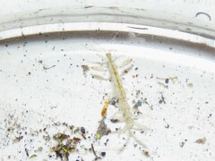 クビナガワレカラ