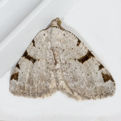 Macaria subcessaria