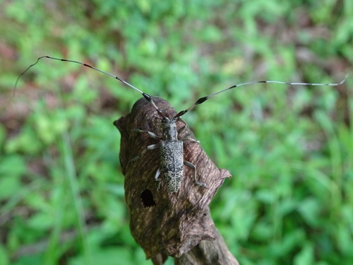 Rhodopina