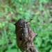 Rhodopina lewisii - Photo (c) ts04,  זכויות יוצרים חלקיות (CC BY-NC)