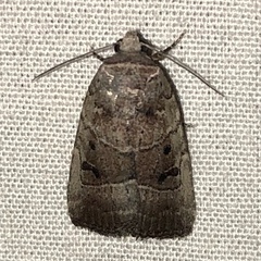 Elaphria fuscimacula