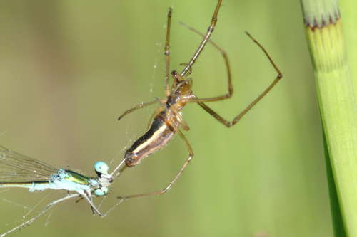 Tetragnatha versicolor