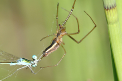Tetragnatha versicolor