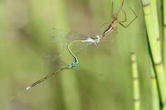 Tetragnatha versicolor