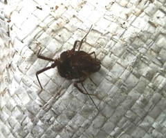 Erginulus subserialis