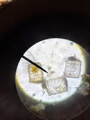 Thalassiosirophycidae