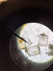 Thalassiosirophycidae