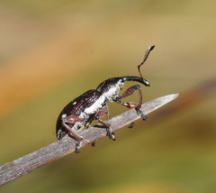 Aoplocnemis