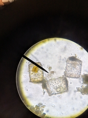 Thalassiosirophycidae