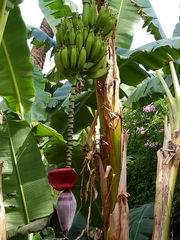 Musa