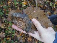 Cristulariella