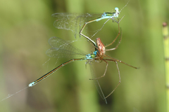 Tetragnatha versicolor