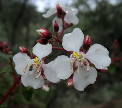 Heterocentron subtriplinervium