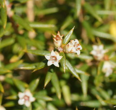 Leptecophylla pogonocalyx