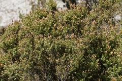 Leptecophylla pogonocalyx