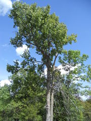 Ulmus thomasii