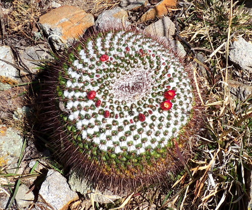 Mammillaria petterssonii