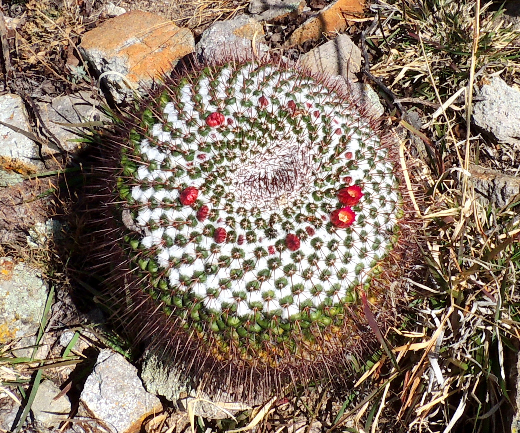 Mammillaria petterssonii  iNaturalist