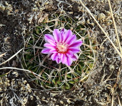 Echinofossulocactus dichroacanthus