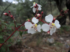 Heterocentron subtriplinervium