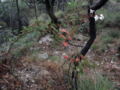 Heterocentron subtriplinervium