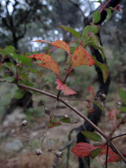 Heterocentron subtriplinervium