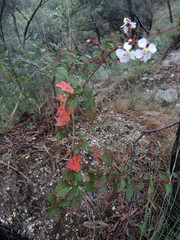 Heterocentron subtriplinervium