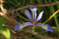 Iris prismatica