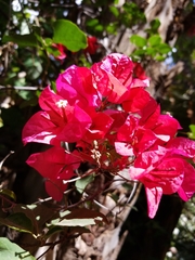 Bougainvillea