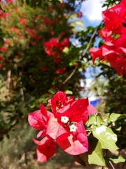 Bougainvillea