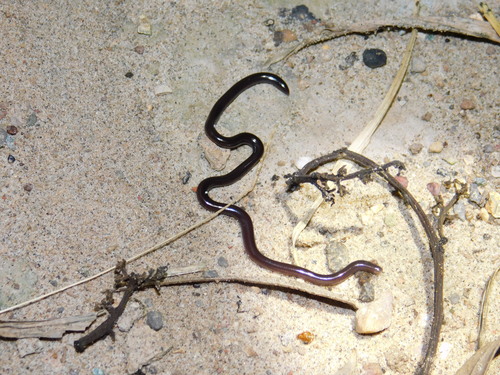 Indotyphlops braminus