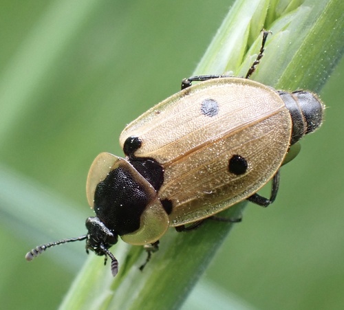 Four-spotted Carrion Beetle, Paltz, Soest, Utrecht, NL, photo 7 of 10