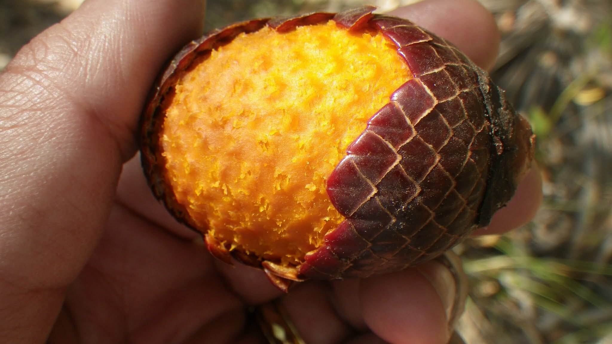 Mauritia flexuosa