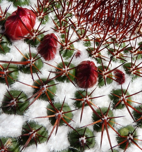 Mammillaria petterssonii