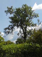 Ulmus thomasii