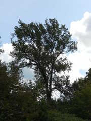 Ulmus thomasii