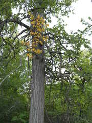 Ulmus thomasii