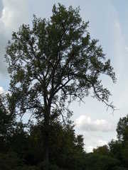 Ulmus thomasii