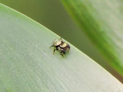 Sassacus