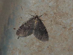 Operophtera occidentalis