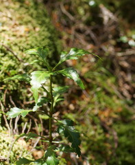 Phyllocladus aspleniifolius
