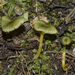 Entoloma viridomarginatum - Photo (c) Jerry Cooper, algunos derechos reservados (CC BY), uploaded by Jerry Cooper