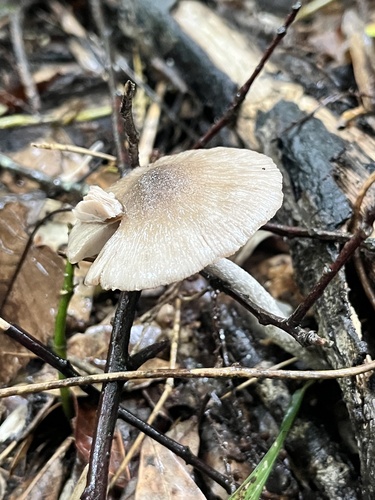 観察された菌類