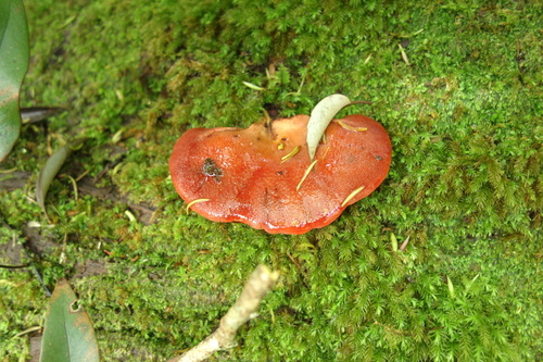 Fistulina hepatica