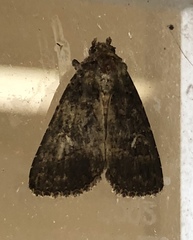 Condica albigera